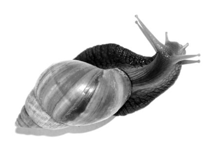 Garden Snail in front of white backgroundの写真素材