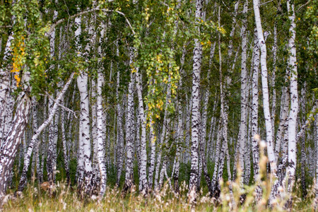 Grove of birch trees with green leaves in springの写真素材