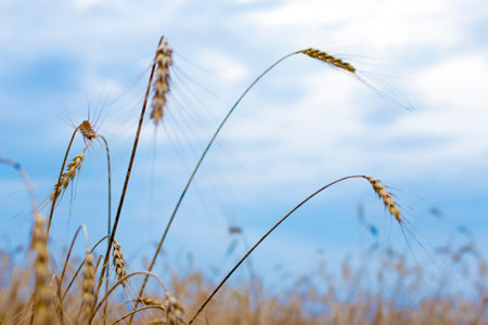 Wheat field against a blue sky