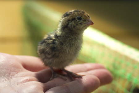 Female hands holding a chick in chicken farm.の写真素材