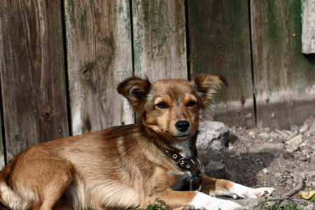 Dog sitting beside kennel in very poor rural environment