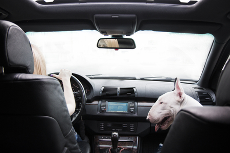 The girl drives the car, and her fighting dog sits on the passenger seatの写真素材
