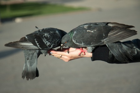 Wild pigeons are fed from a female hand in a city park in clear weatherの写真素材