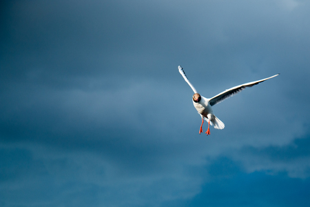 One river gull flies over the lake against a background of thunderclouds in cloudy weatherの写真素材