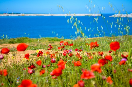 Bright red poppies flowers on the steep bank of the Sevastopol bay of the Black Sea of the Crimea. 2017の写真素材