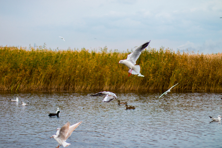 A flock of white big seagulls in an autumn park in the evening fishing in the lakeの写真素材