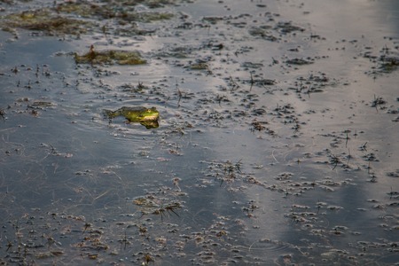 frog sits in the water and waits for the preyの写真素材