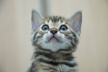 portrait of a cute Bengal kitten two months oldの写真素材