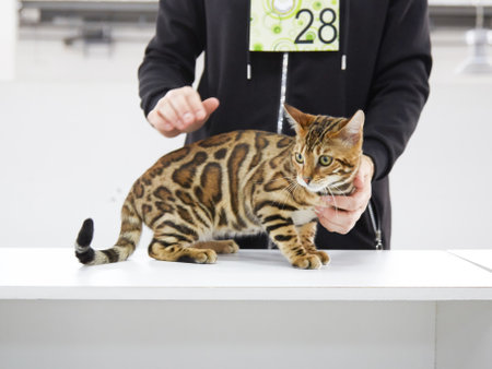 a beautiful Bengal cat at a cat show with its ownerの写真素材