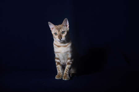 bengal kitten of linx color on a dark blue backgroundの写真素材