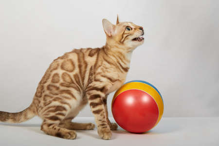 a playful kitten of the Bengal cat breed color links plays with a colored ballの写真素材