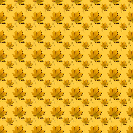 flat seamless pattern of maple leaves on a yellow background with a shadowの写真素材