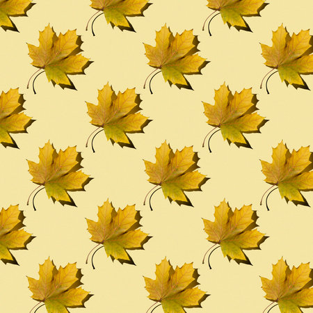 flat seamless pattern of maple leaves on a yellow background with a shadowの写真素材