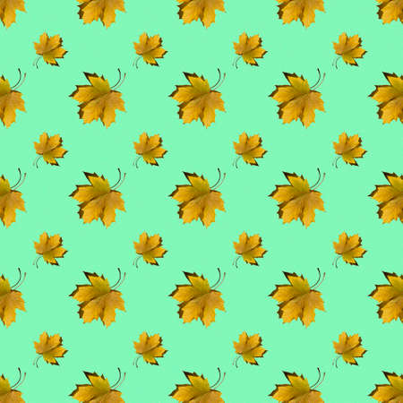 flat seamless pattern of maple leaves on a green backgroundの写真素材