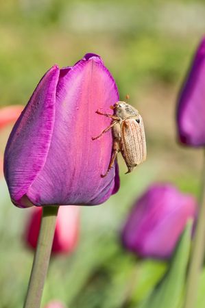 The may-bug creeping on a beautiful flower of a red tulipの写真素材