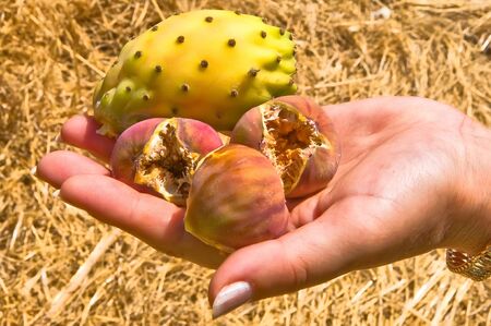 Female hand with fruits of a ripe fig and an original fruit of a cactusの写真素材