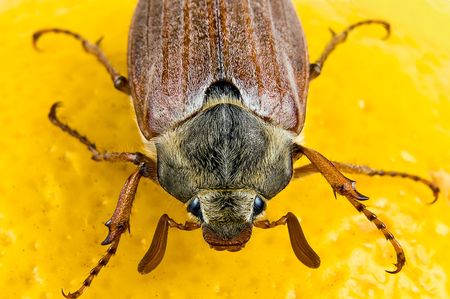 May-bug close up on the yellow の写真素材