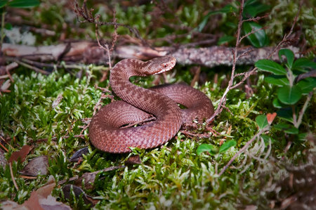 Snake curtailed into a spiral on a wood glade