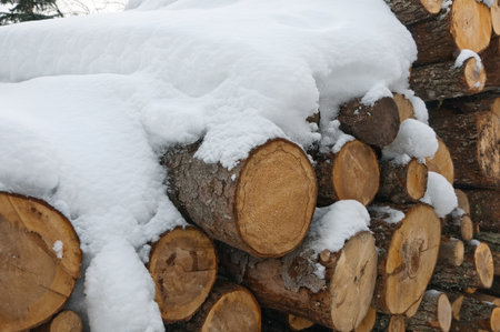 Set of timber lying in the snow