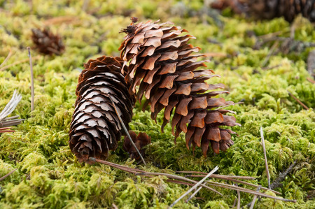 conifer cones lying on the forest moss substrateの写真素材