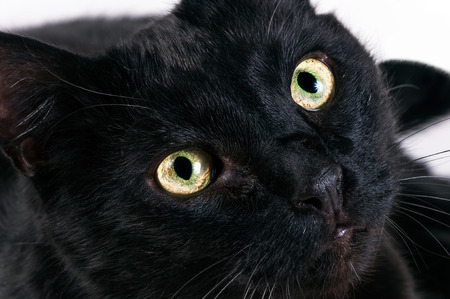 head of a black cat with green eyes close upの写真素材