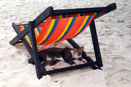 cat sleeping on the sand beach in the shade of deck chairの写真素材