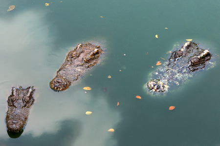 Three chapters of the Siamese crocodile out of the waterの写真素材