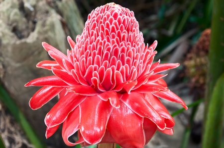Tropical in the form of cone red flower petals with white borderの写真素材