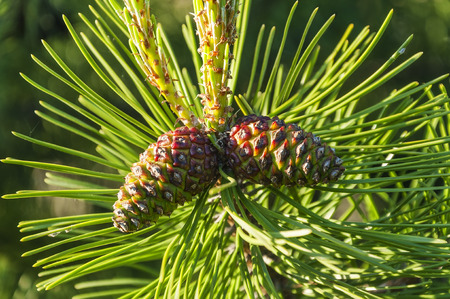 Young branch spruce with cone closeupの写真素材