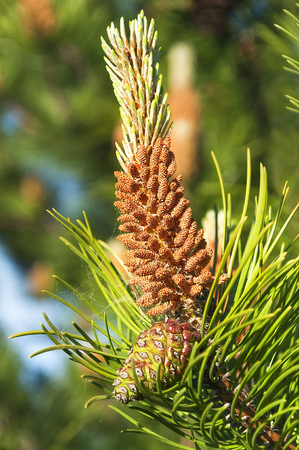Young branch spruce with cone closeupの写真素材