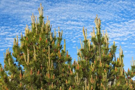 flowering ornamental firs against the blue cloudy skyの写真素材