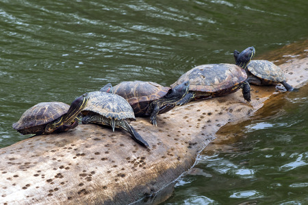 Group of turtles relaxing on a log in the riverの写真素材