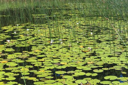 The surface of the lake overgrown with water liliesの写真素材