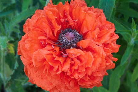 red poppy close-up on a background of green vegetationの写真素材