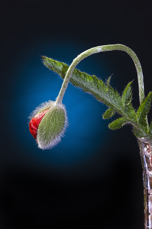opening red poppy flower head on a black backgroundの写真素材