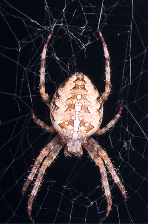 large spider sitting on a spider web on a black backgroundの写真素材