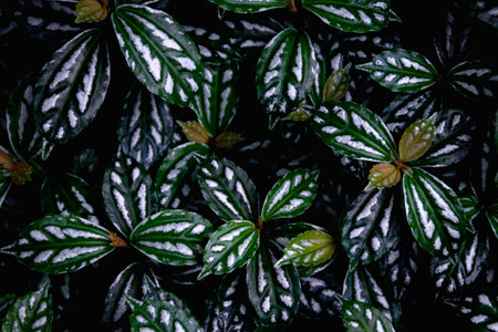 Beautiful nature pattern from green tropical devil ivy leaves texture with unique white pattens on cinematic scene for aesthetic and exotic background or wallpaperの写真素材