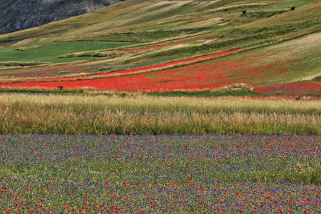 The unique spectacle of the flowering of Castelluccio di Norcia in central Italyの写真素材