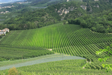 Landscape view of the vineyard in the mountains of Val di Non in Northern Italyの写真素材