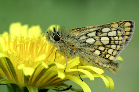 Butterflyの写真素材