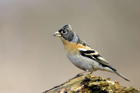 Fringilla montifringillaの写真素材