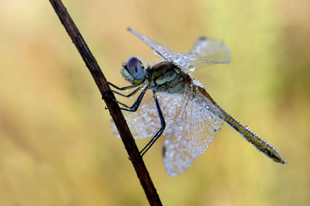 Dragonflyの写真素材