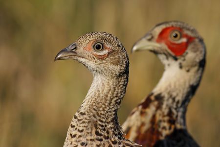 Phasianus colchicusの写真素材