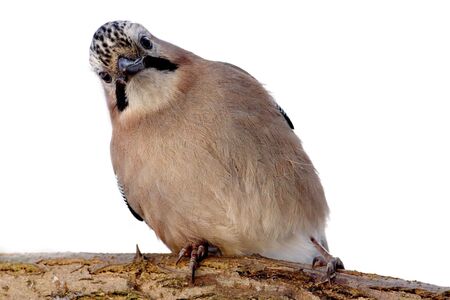 Eurasian jayの写真素材