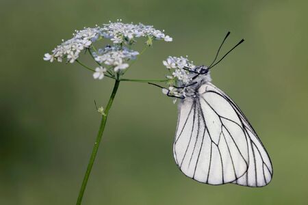 Butterflyの写真素材