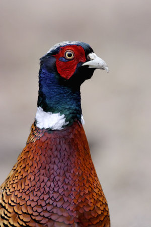 Common pheasant