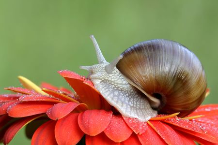Snailの写真素材