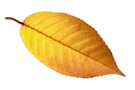 Leaf 