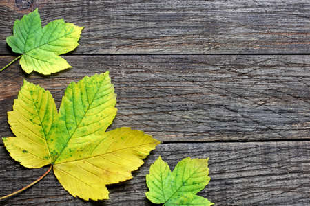 Colorful leaves on a wooden table の写真素材
