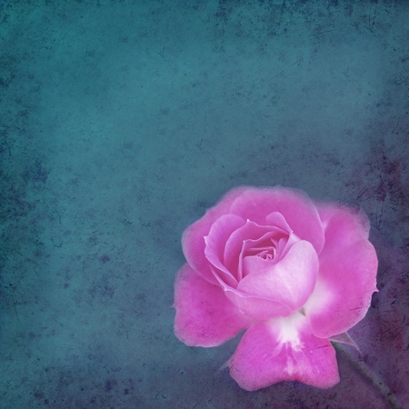 Vintage rose on blue texture background の写真素材